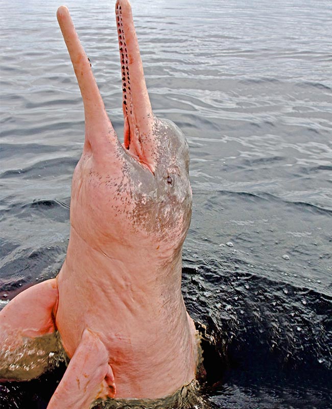 pink dolphin