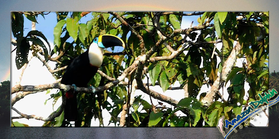 tucan