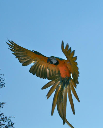 Parrot