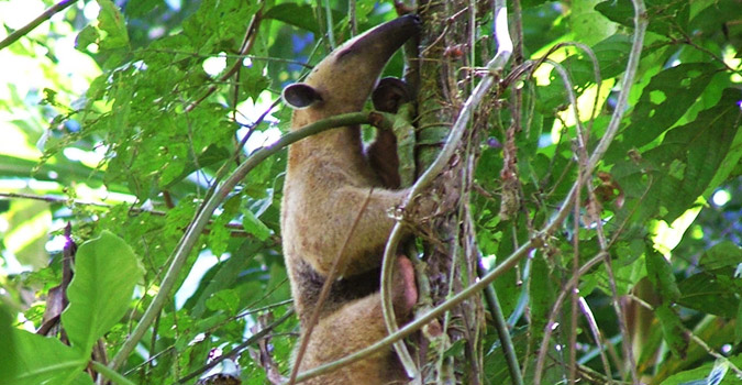 ant eater
