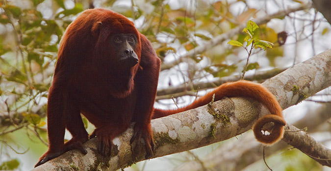 Monkey