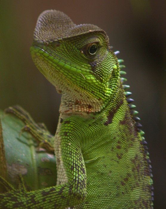 lizard