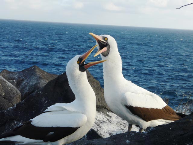Nazcar Boobies