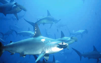 Hammerhead shark