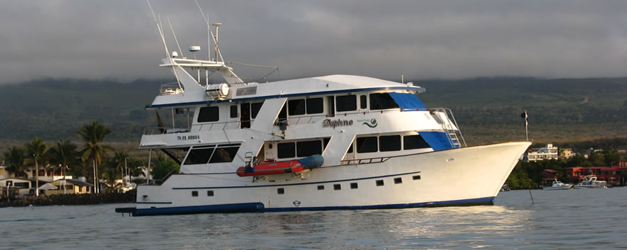 Daphne Starboard