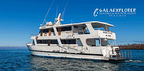 GalaExplorer Stern