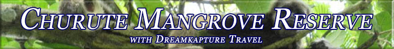 Churute Mangrove Reserve Ecuador